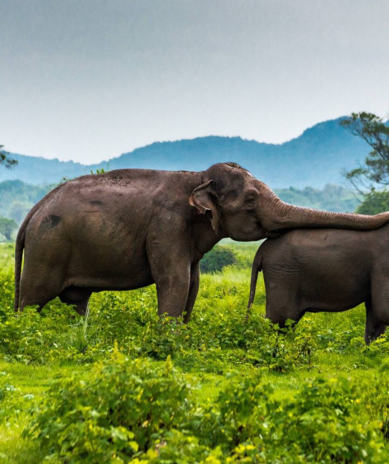 Séjour Thalasso et bien-être au Sri Lanka