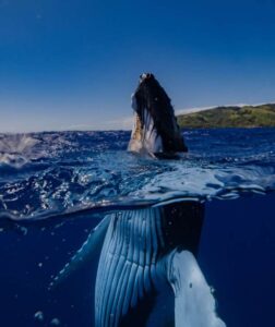 Illustration de Observation des baleines : quelles régions du monde privilégier ?