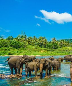 Illustration de Voyage en solo à Sri Lanka: les endroits immanquables
