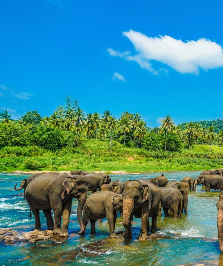 Voyage en solo à Sri Lanka: les endroits immanquables