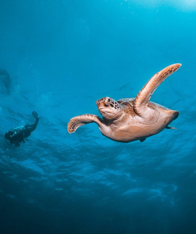Illustration de Plongée aux Maldives: ce qu’il faut connaître avant de partir