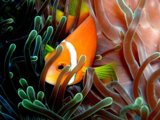 Voyage aux Maldives : les sites de plongée de Malé