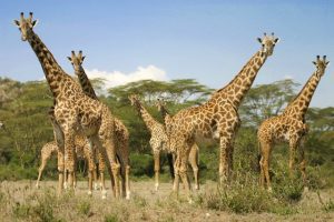 Découvrez le Kenya et sa faune sublime en circuit