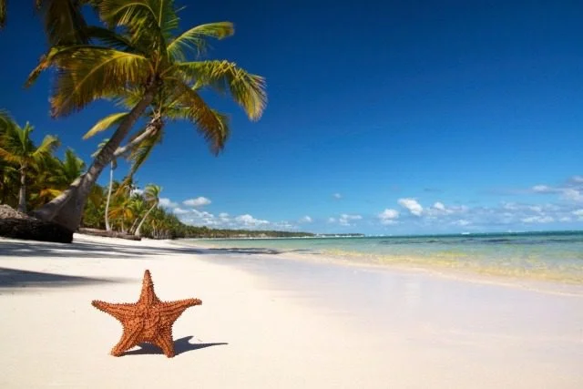 Starfish on caribbean beach with palm