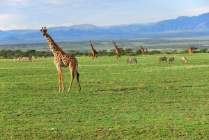 Illustration de Partir à l’aventure : les Safaris en Afrique
