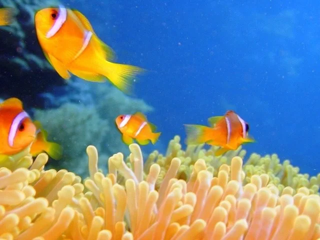 Les meilleurs sites de plongée de la Polynésie française