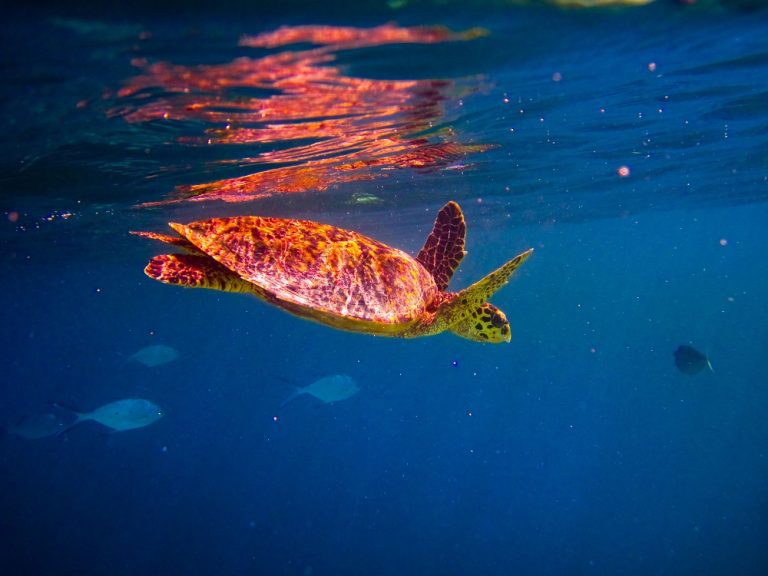 À la conquête des spots de plongée des Seychelles