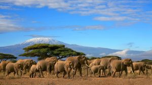 Safari au Kenya : conjuguez aventure et dépaysement