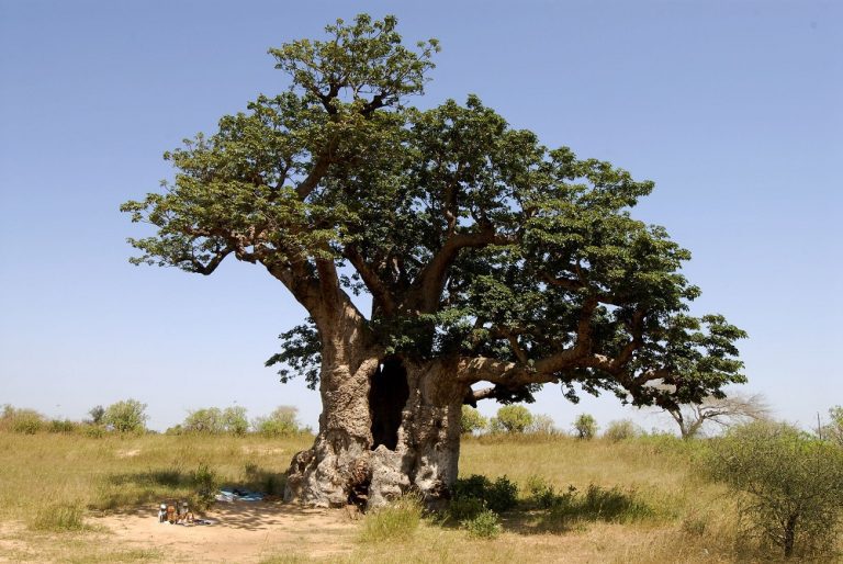 Visiter le Sénégal, pour des vacances empreintes d’originalité