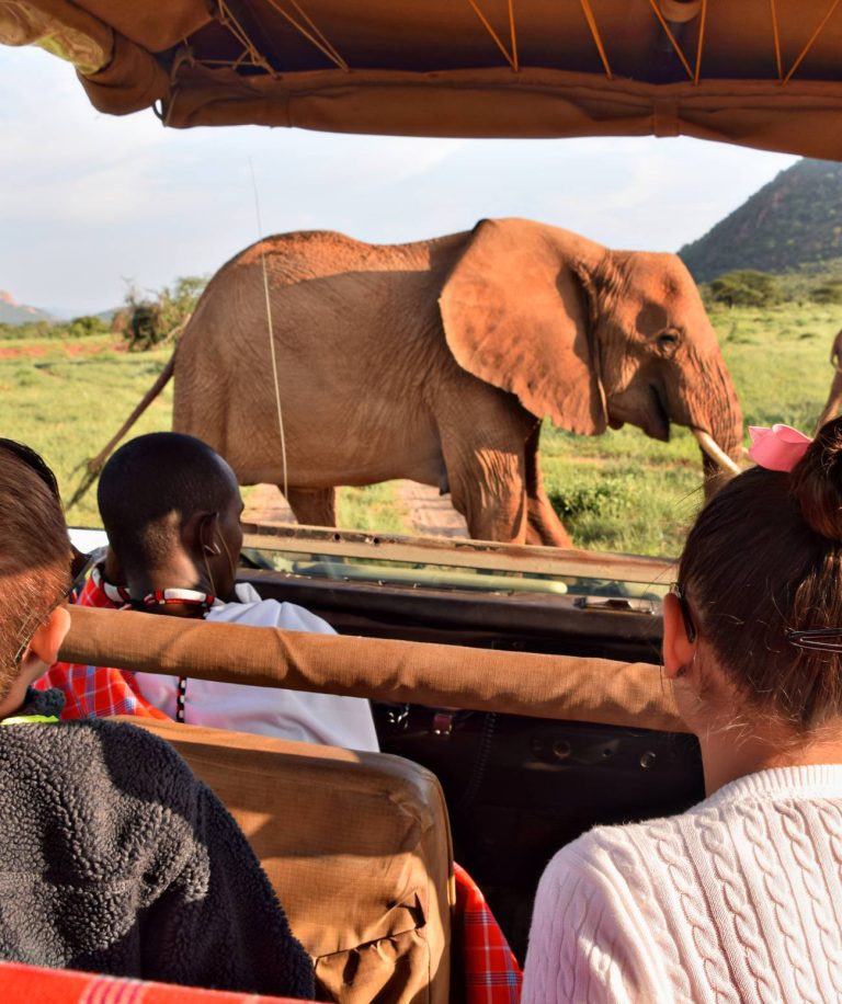 Rencontre avec la faune sauvage : Safari aventure en Afrique