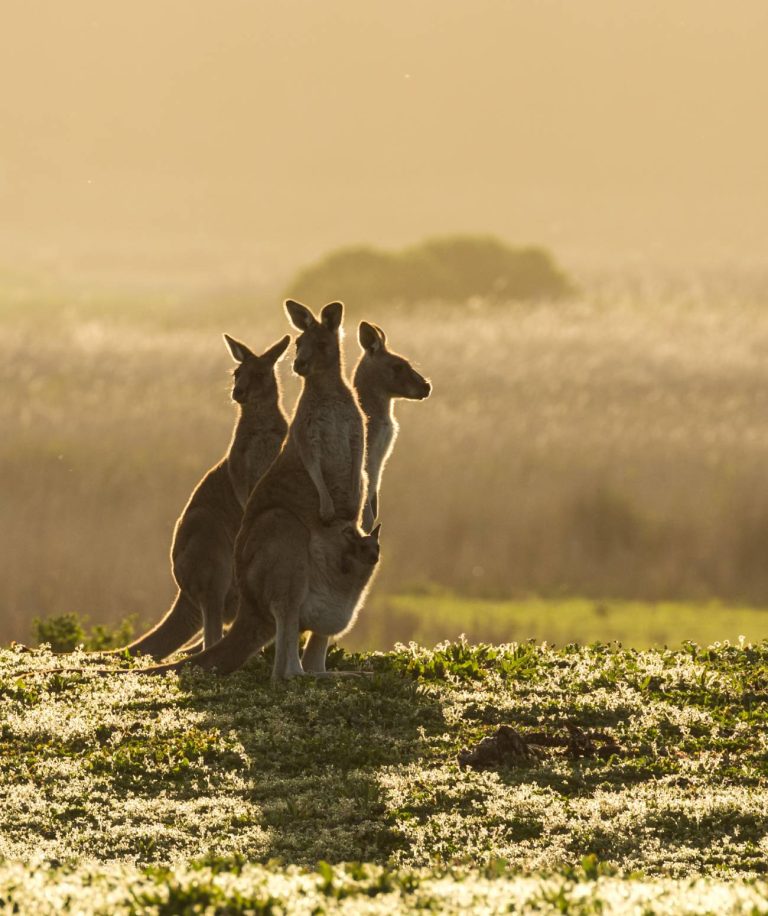 Voyage en Australie : Quels sont les pièges à éviter ?