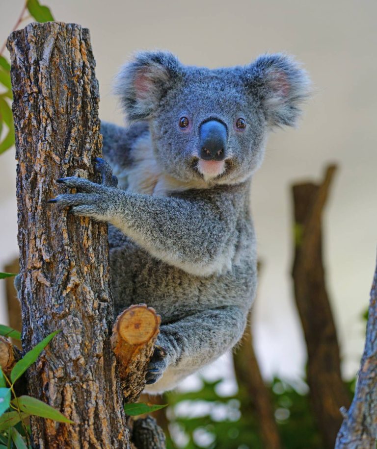 Australie : Comment profiter au maximum de votre séjour ?