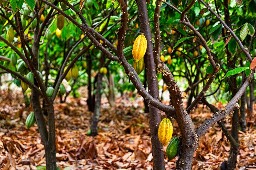 Visiter les plantations de cacao