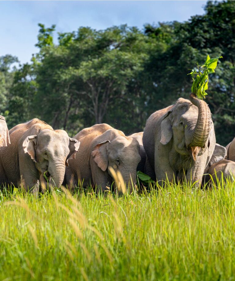 Elephant Thailande (1)