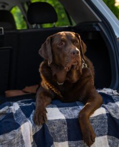 Chien en voiture