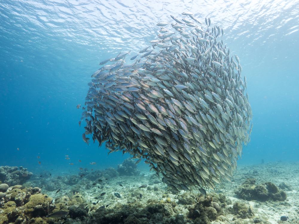 Les meilleurs sites de plongée de la Polynésie française