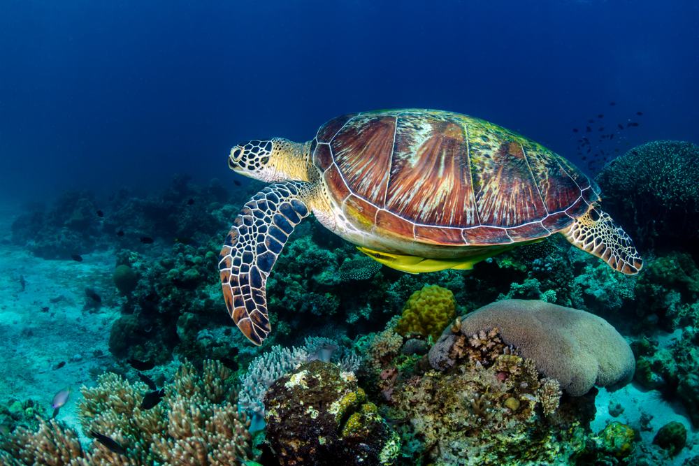 Les meilleurs sites de plongée de la Polynésie française