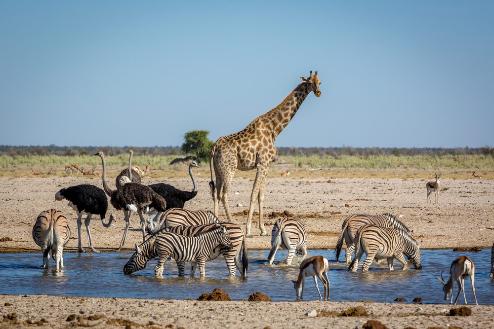 Etosha parc national - Namibie