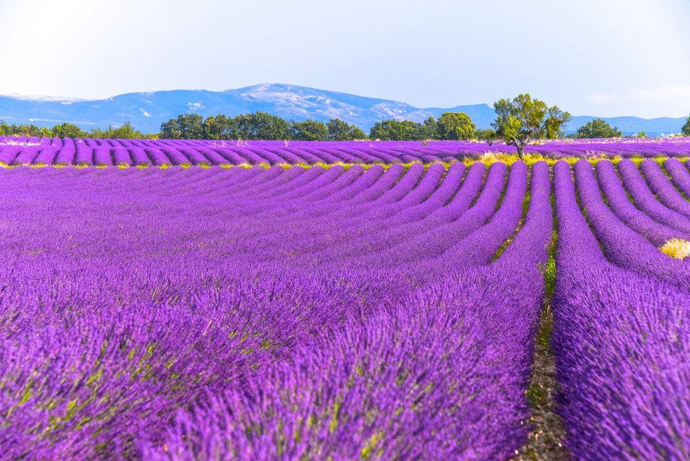 La Provence paysages fleuris