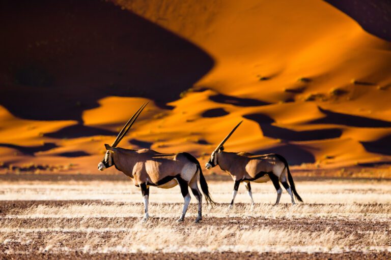 Les incontournables d’un premier voyage en Namibie entre déserts safaris et grands espaces