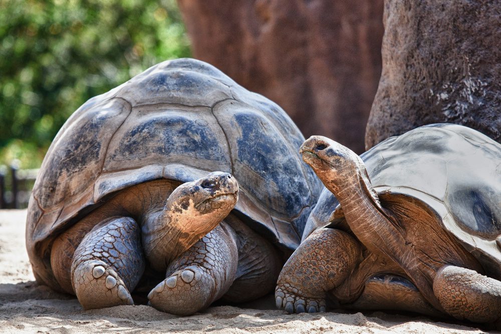 Un voyage en Équateur dans un petit pays aux expériences grandioses 5 Tortues géantes des Galápagos