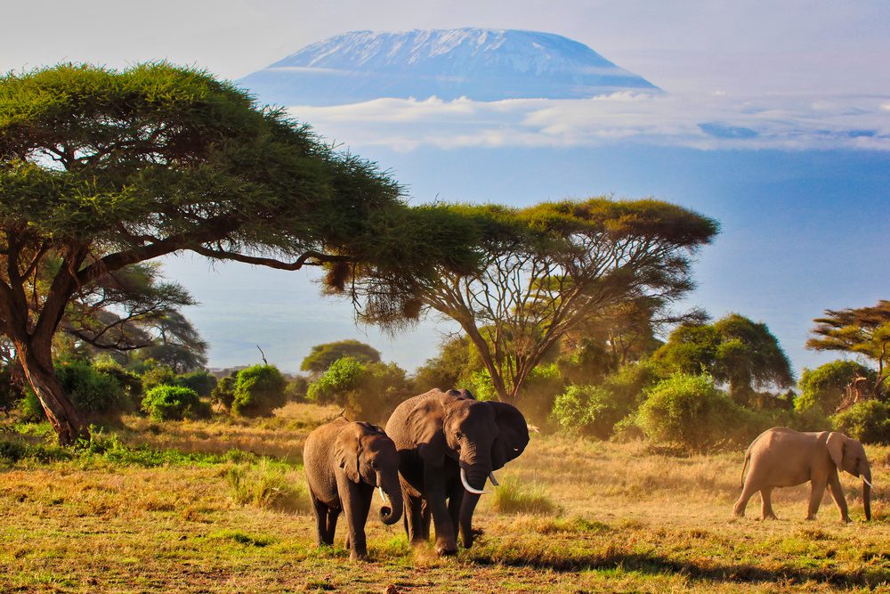 Elephant au Kilimandjaro, Kenya