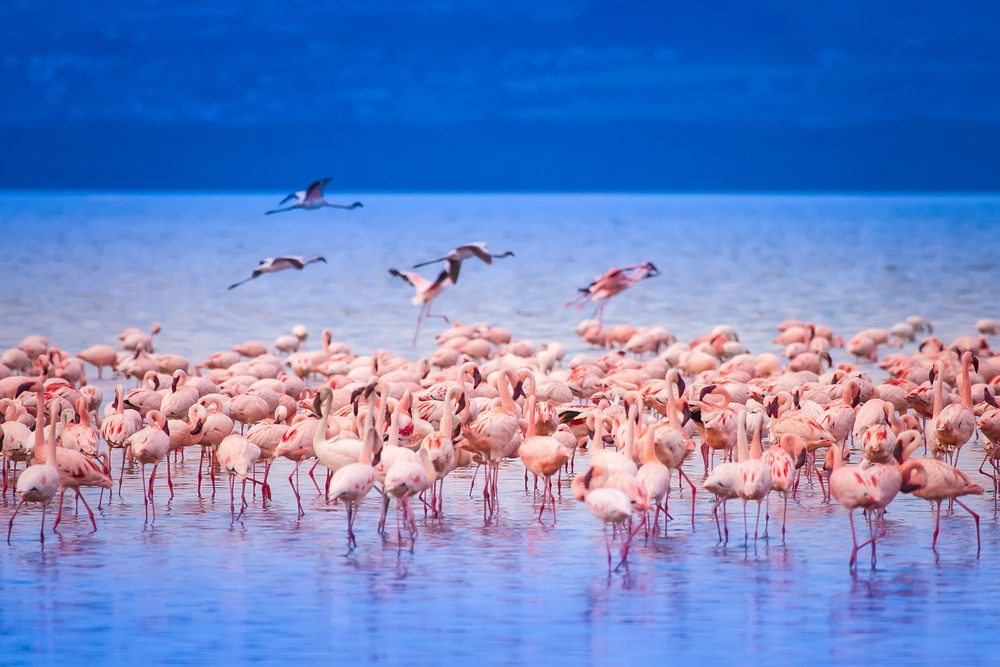 Flamant rose, Kenya
