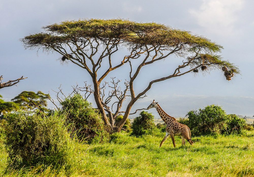 Girafe au Safari de Masai Masai, Kenya