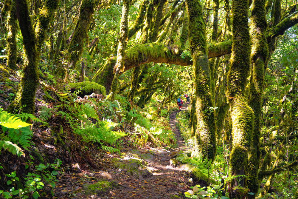 Garajonay National parc, aux canaries, Espagne