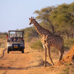 Illustration de Top 7 des parcs nationaux du Kenya : le guide pratique pour un safari inoubliable