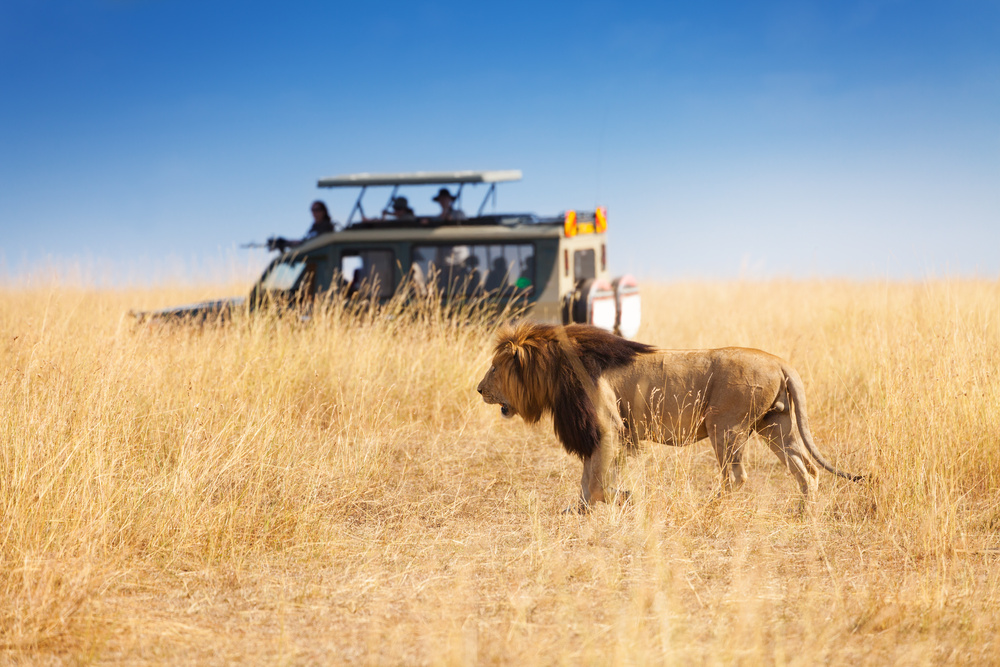 Lion au parc national, Kenya, 4x4