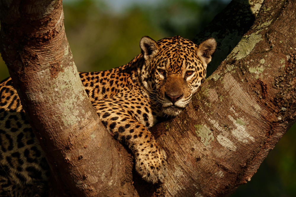 Un jaguar Pantanal, Brésil